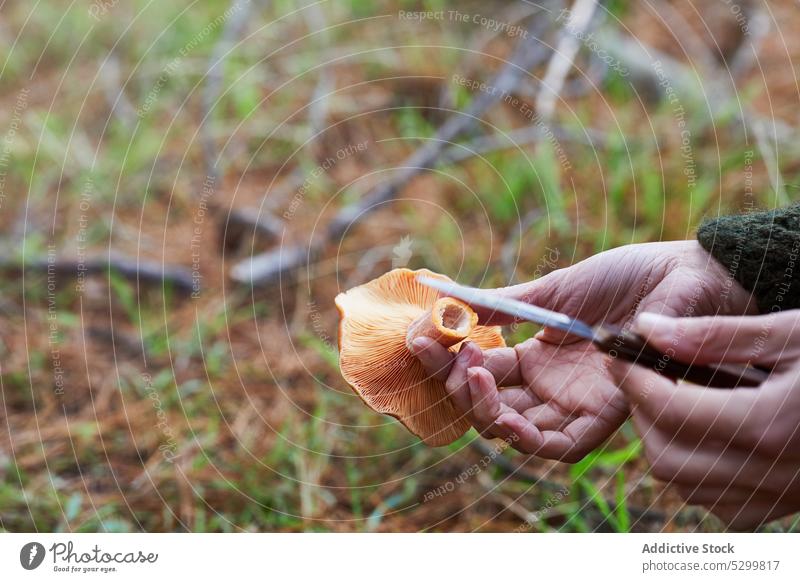Crop person picking mushrooms in forest fungus saffron milk cap nature woods natural organic collect edible food vegetarian fungi fresh harvest environment wild