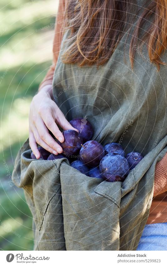 Crop woman collecting plums in summer harvest gardener pick ripe sun fresh female season apron agriculture organic countryside plant work nature plantation