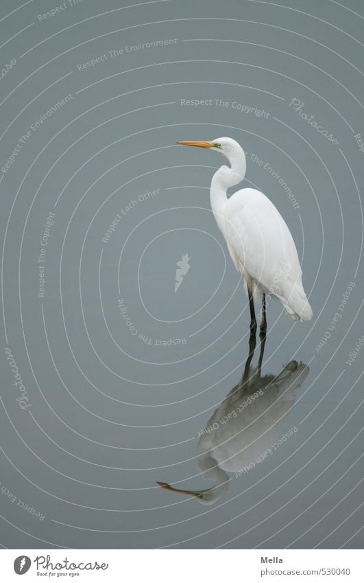 I am I Environment Nature Animal Water Pond Lake Wild animal Bird Heron Great egret 1 Looking Stand Wait Natural Gloomy Calm Pride Wader Reflection Dreary