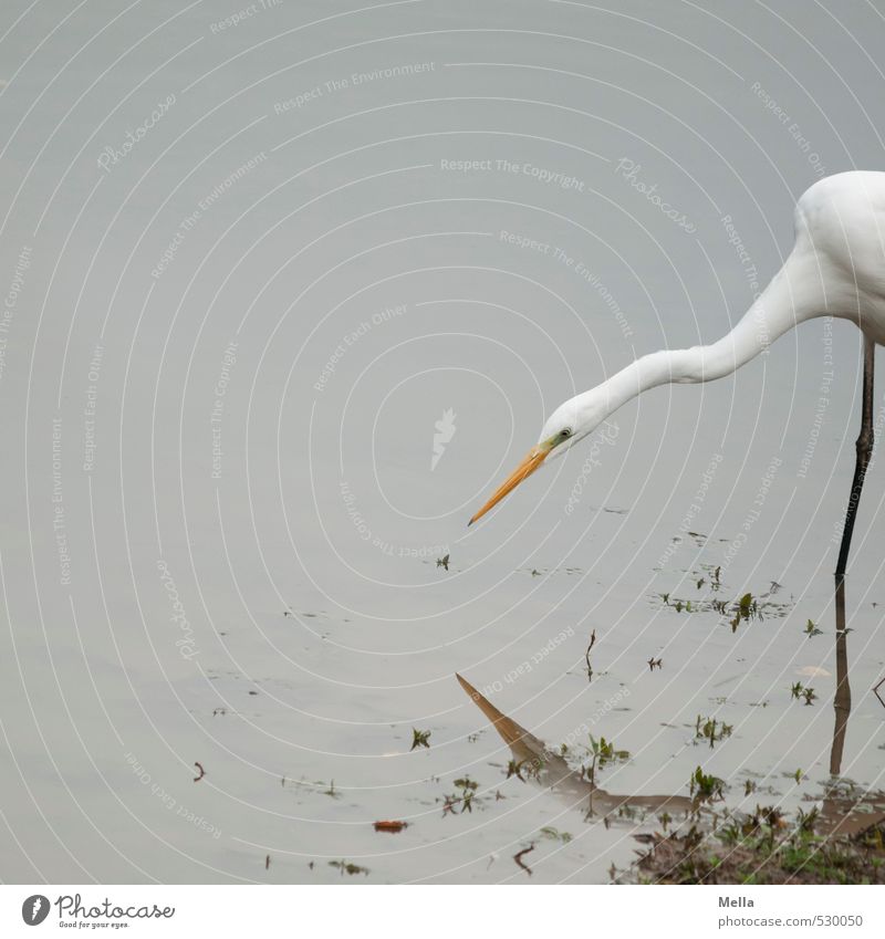 Search Environment Nature Animal Water Lake Wild animal Heron Great egret Neck Beak 1 Hunting Looking Long Natural Gloomy Gray Patient Aim Fix Colour photo