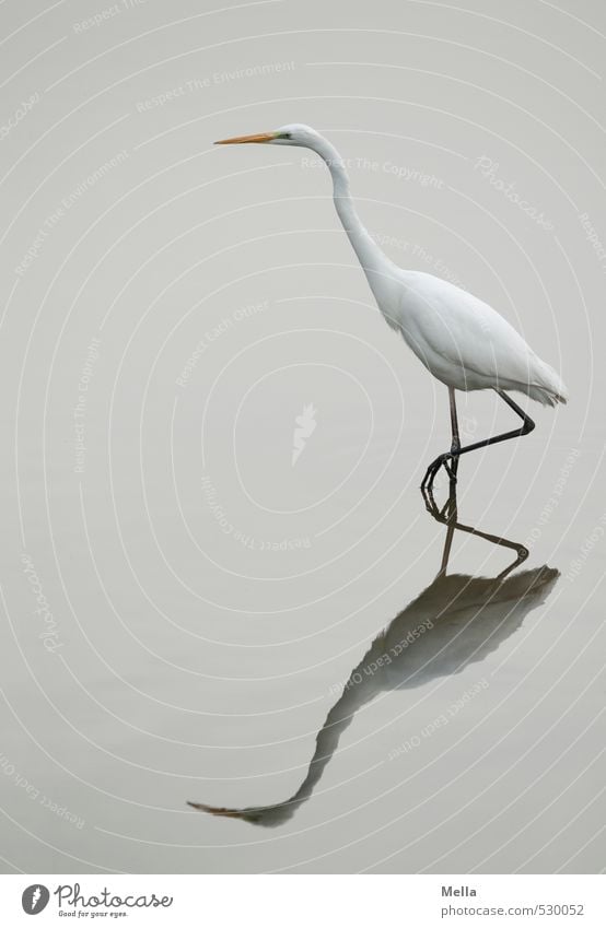 Little Schmidt Schleicher Environment Nature Animal Water Pond Lake Wild animal Bird Heron Great egret 1 Going Looking Stand Thin Long Natural Gloomy Gray White