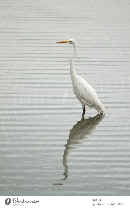 Hey, don't make such a wave! Environment Nature Landscape Water Waves Lakeside Pond Animal Wild animal Bird Heron Great egret 1 Looking Stand Natural Gray