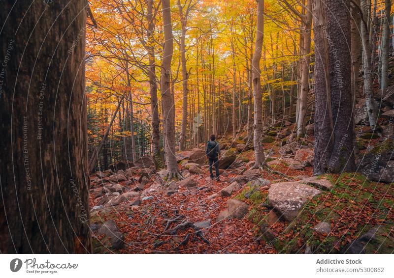 Traveler walking along autumn forest person traveler foliage nature tree slope ordesa pyrenees of huesca spain europe tourist backpack colorful fall tourism