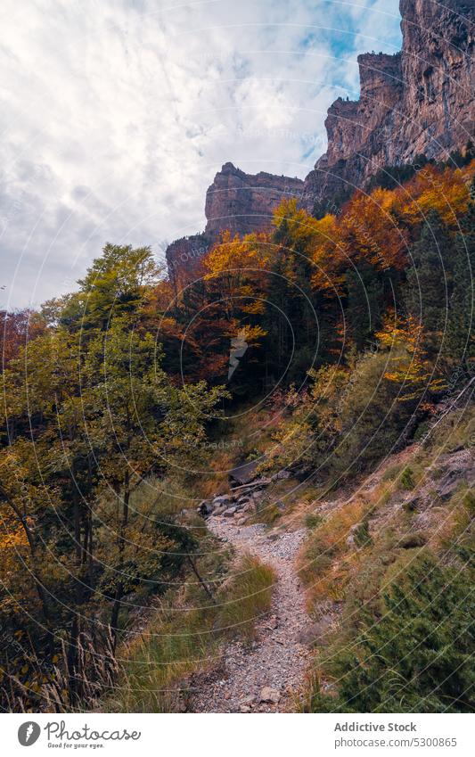 Tall autumn trees growing on rocky slope forest foliage nature path growth stone environment hill ordesa pyrenees of huesca spain mountain europe colorful fall