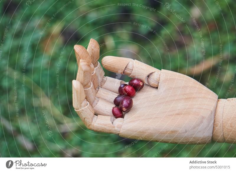 Wooden hand with ripe coffee berries berry harvest grass garden wooden bean natural collect agriculture season fresh countryside organic rural nature green