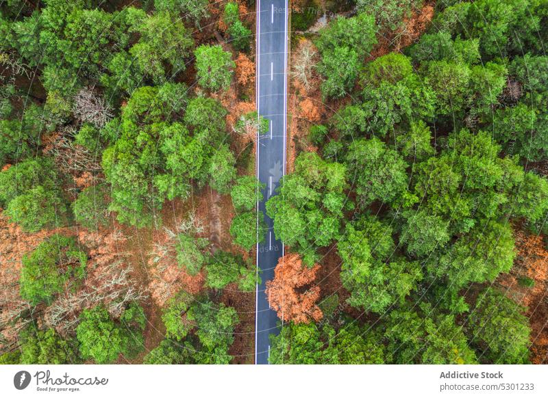 Asphalt road in the middle of trees countryside asphalt lush travel scenic nature route woodland roadway season highway vehicle scenery forest path foliage