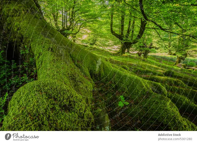 Mossy tree roots in forest with green vegetation moss plant nature vegetate environment old landscape growth scenic trunk ecology botany woodland bark tranquil