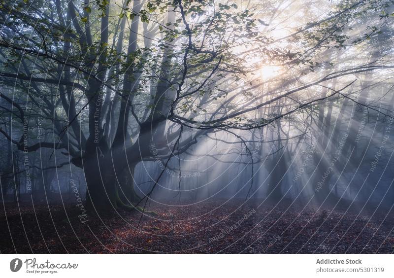Scenic view of foggy forest in early morning tree nature foliage woods plant mist grow environment woodland ground flora daytime tall growth leaf branch botany