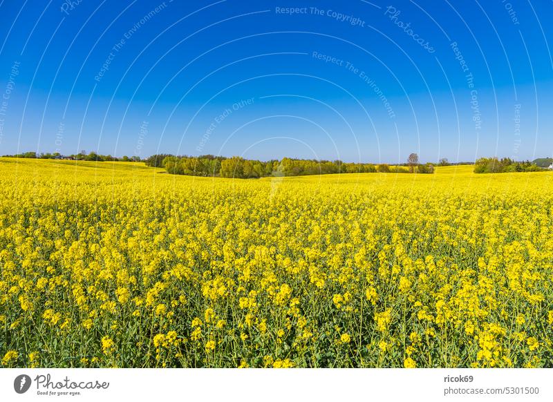 Rape field in bloom and trees in spring near Sildemow Canola Field Tree Mecklenburg-Western Pomerania Rostock Nature Landscape Spring Agriculture Canola field