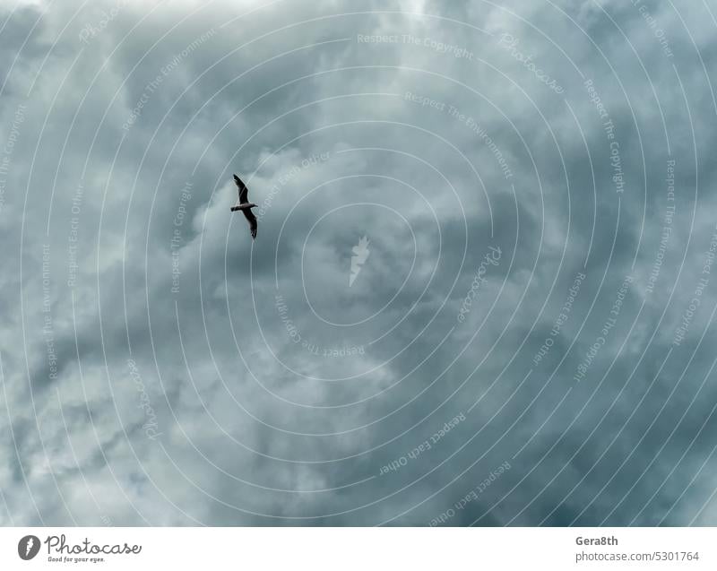 bird flying high in the sky animal atmosphere bad weather blue climate cloud clouds clouds background clouds pattern cloudscape cloudy color dark environment