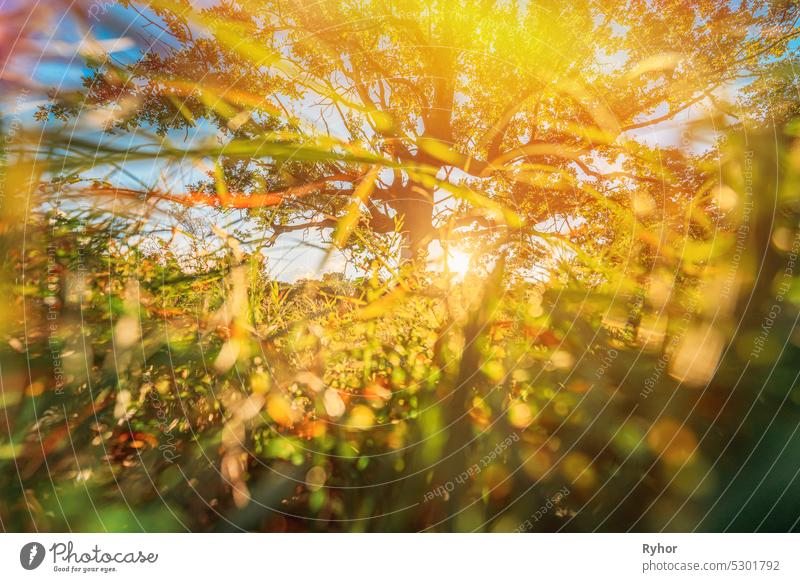 Low angle view Sunlight sunshine sun and grass Old wood oak tree in Summer sunny day. Sunlight Sunshine Through Oak Forest Tree. Sunny Nature Wood Sunlight. green greenery lush branches, green life eco concept