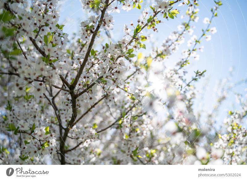 Flowering or blossoming cherry tree branches flowers flowering white fragility growing springtime leaves petal sky blue sunny
