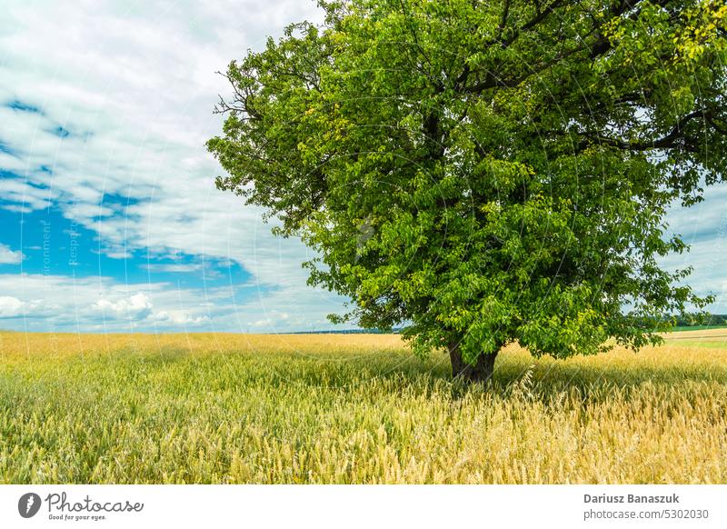 A large green tree growing in a grain field and white clouds in the sky rural blue landscape grass agriculture summer farm nature background plant cereal