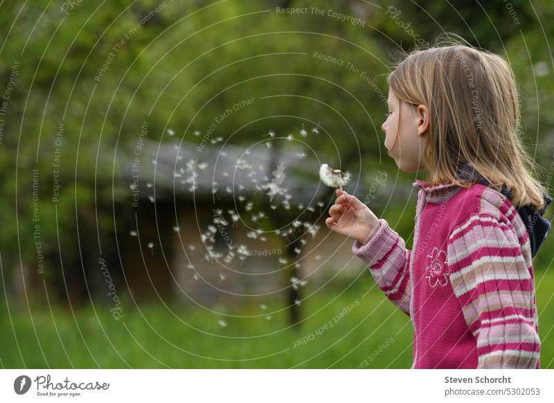 Girl standing on the green field in the garden blowing a dandelion Blonde blonde hair Long-haired Face Child Infancy Parenting Head Human being Nature Study