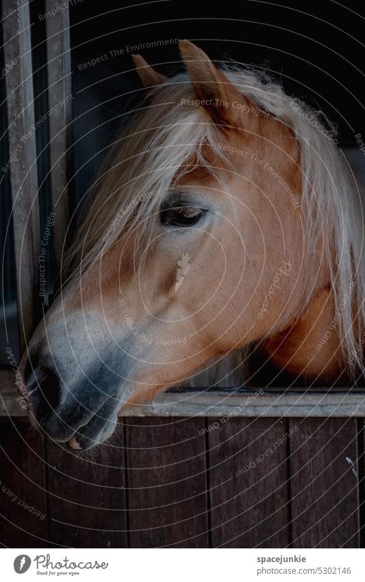 Horse Farm Mane Animal Mammal Brown Domestic Head Breed pretty Pony Wild Barn stable door Rider Purebred Rural beauty Horse's head look Calm relaxed Looking