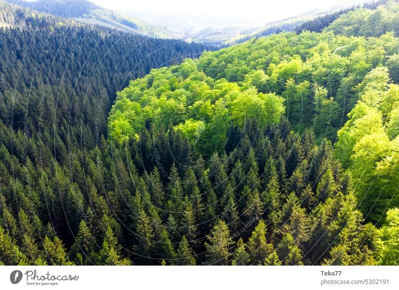 The green lung Green Lung Forest Mixed forest Coniferous forest trees Tree from on high Sauerland Germany Coniferous trees Deciduous tree
