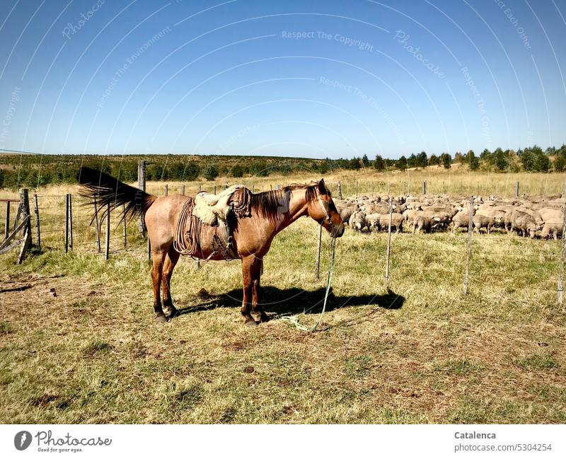 Patient horse fends off pesky flies with tail, sheep in pen watching Group of animals Wool Herd Flock Keeping of animals Agriculture Willow tree Plant Grass