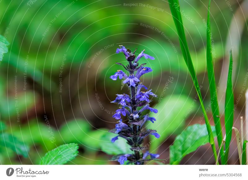 Close up of creeping bugle flowers in forest Ajuga reptans Edible Edible plant Edible wild plant Herb Medicinal plant Plant Wild herb blue bugle bugleherb