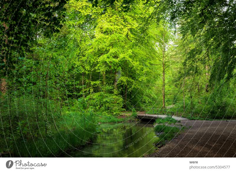 A sunny forest path with a rest bench leads to a bridge over a stream H2O Liquid Rest bench copy space creek drops fluid fresh landscape nature nobody scenery
