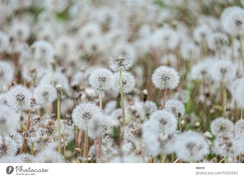 A sea of dandelions the seed stalks of the dandelion waiting for the wind to spread its seeds Blossoms Blowball Herb Taraxacum officinale Wild herb blooming