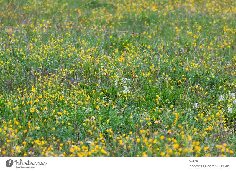 A colorful flower meadow with a variety of flowering plants as bee pasture Blossoms Intercropping biodiversity blooming copy space flowers green manure