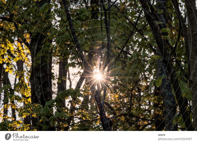 The rays of the morning sun shine through the branches of a deciduous forest in Siebenbrunn near Augsburg Meringer Au copy space disappeared place district