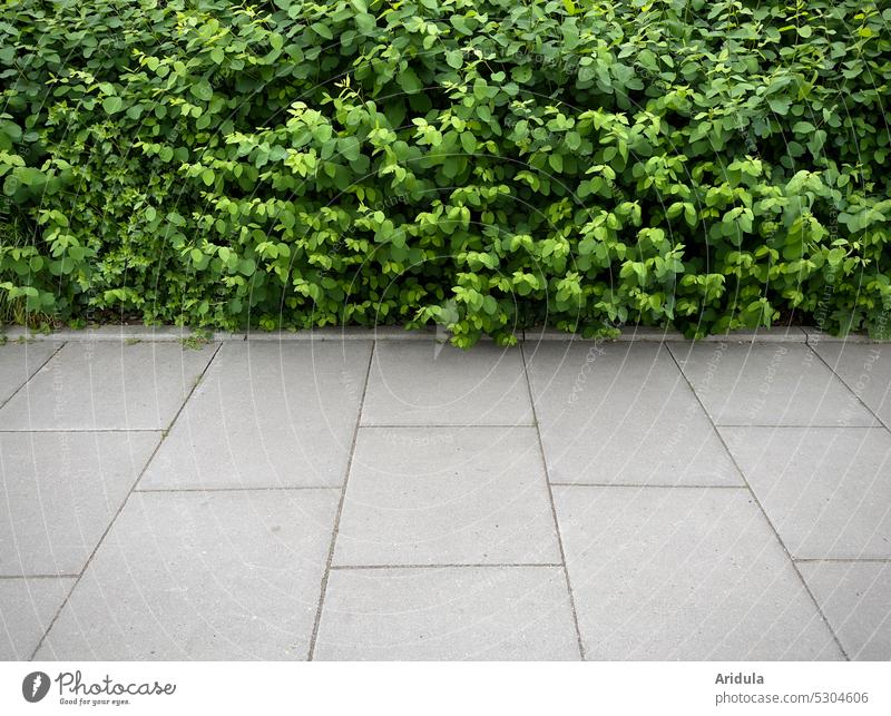 Footpath with bushes Plant Green shrub off walkway slabs Gray stones Banal graphically Town urban Empty neat Street Structures and shapes Sidewalk Stone