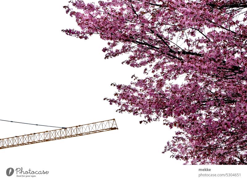 Construction work in spring environment Spring Tree cherry blossom construction works Crane Pink Construction crane Blossoming Spring fever Construction site