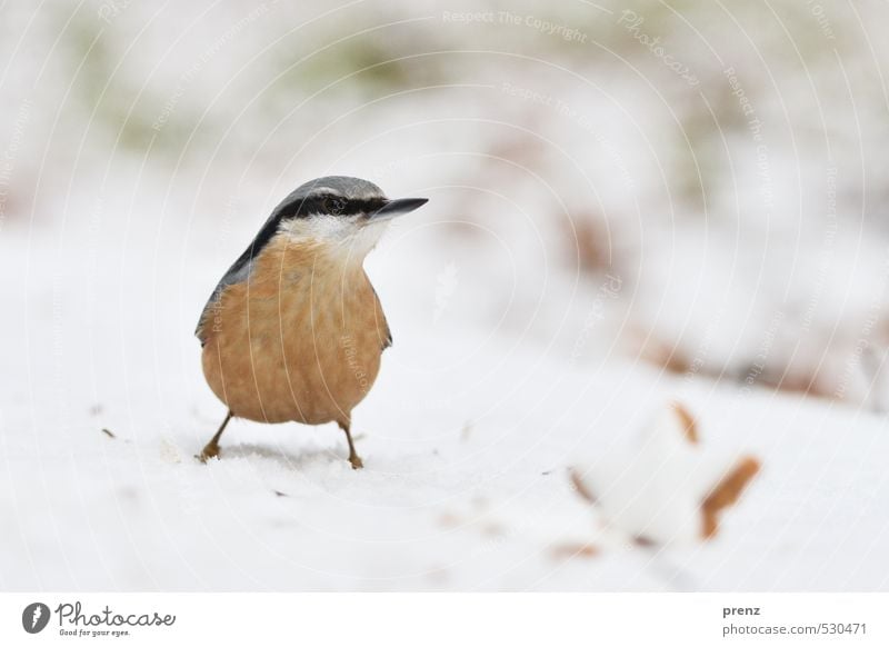 Christmas nuthatch Environment Nature Animal Winter Snow Wild animal Bird 1 Cute Brown White Christmas & Advent Eurasian nuthatch Star cinnamon biscuit