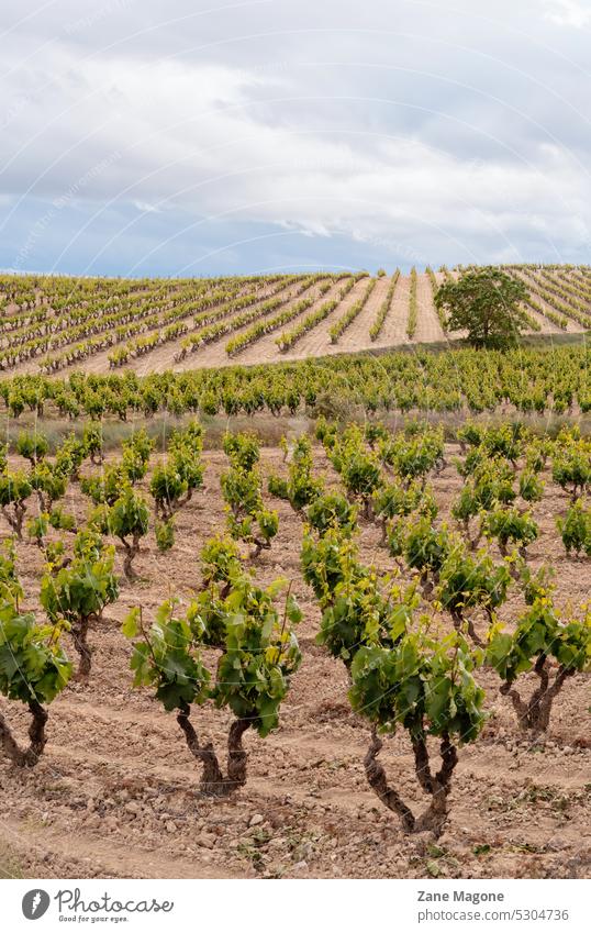 Vineyards on early summer, La Rioja wine region, Spain vineyards spain la rioja dry drought spain travel spain wine landscape agriculture grapes
