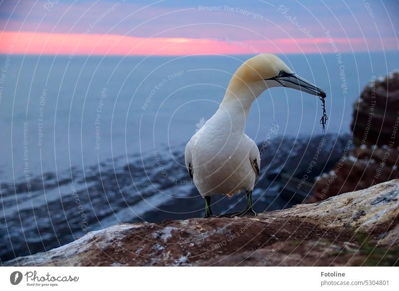 A gannet stands in the sunset on the cliff of Helgoland, in the beak a gift for his beloved. This piece of algae will certainly look really good in the new nest.