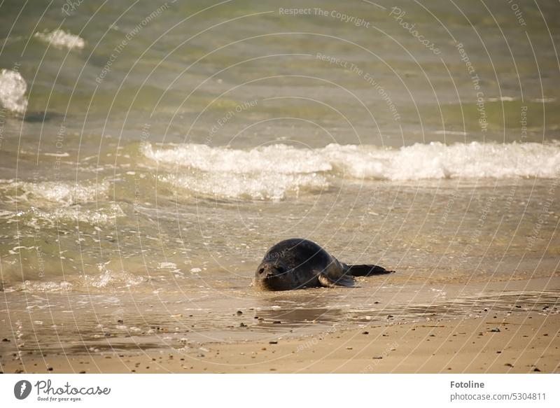 Half in the water, half on the beach. This cute grey seal just can't decide. But why decide when you can have both. Gray seal Animal Wild animal coast Beach