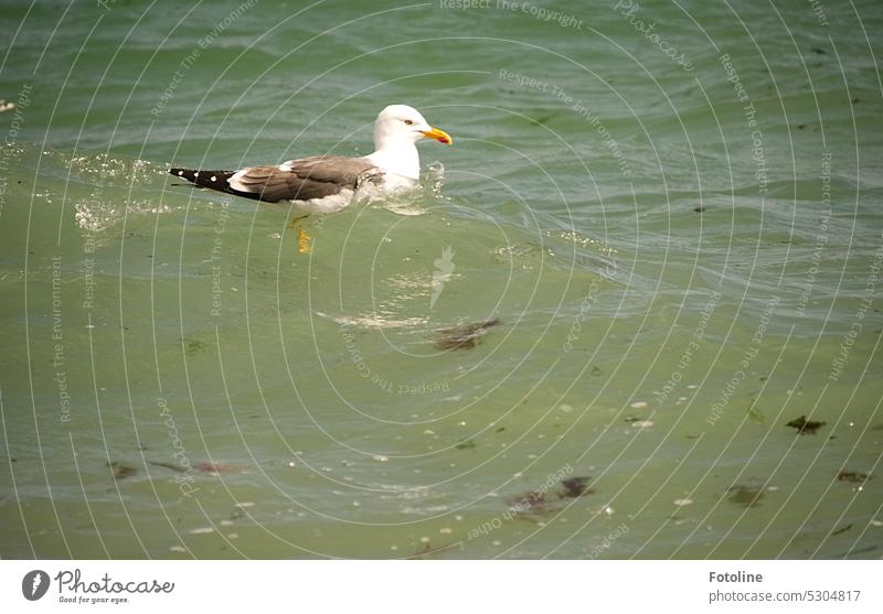 A seagull swims relaxed on the green waters of the North Sea off Heligoland. Like a cork, it is carried from wave to wave. Seagull Bird Ocean coast Animal