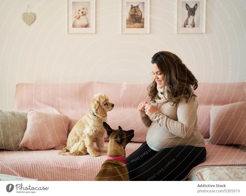 Happy pregnant woman with dogs in living room smile happy mother pet owner home obedient love domestic animal female belly canine companion couch prenatal