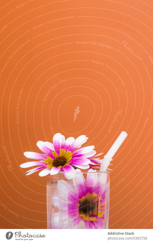 Glass of fresh cocktail with flowers and straw beverage drink refreshment glass cold alcohol bloom delicious colorful plant bright pink transparent tasty