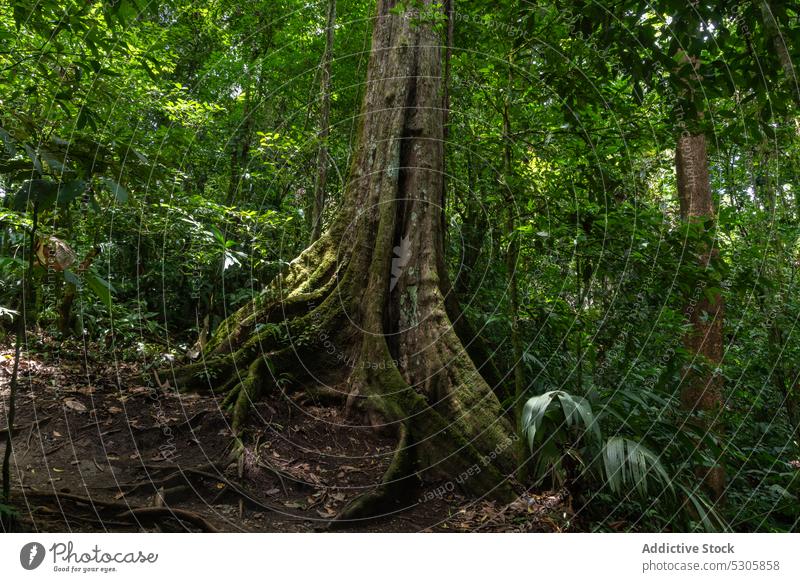 Tree trunk in rainy forest jungle tree nature plant flora environment growth green costa rica wild tall picturesque tropical woods exotic foliage vegetate