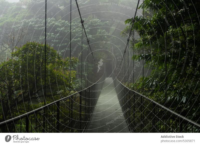 Suspension bridge in green forest under rain mist suspension nature tree woods environment cloudy empty woodland landscape plant scenic tranquil costa rica