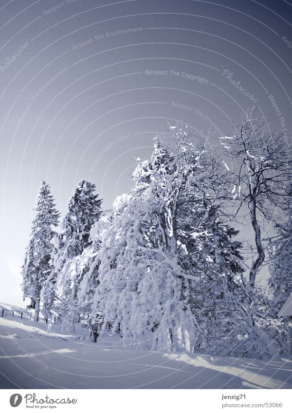 Untouched. Winter Tree Cold White Thueringer Wald Thuringia Monochrome island mountain Frost