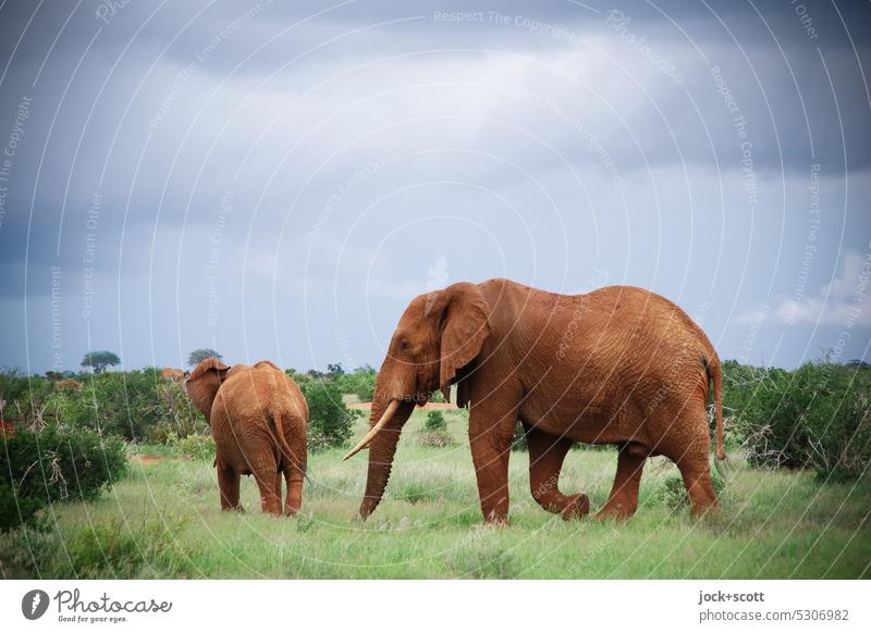 Comparison | of small and large elephants Elephant Africa Wild animal Safari Nature Animal Savannah Sky Grass Exotic Bushes Kenya Authentic Together Cute