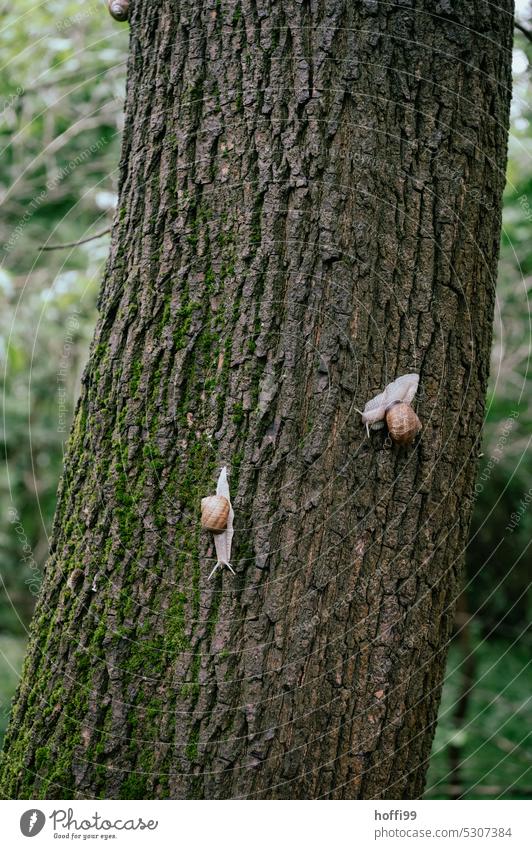 two snails exploring an oak tree in the forest
