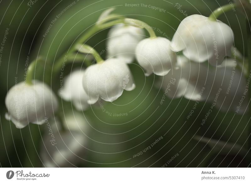 Delicate lily of the valley...or Lily of the valley Convallaria majalis Green Light green white blossom White white flowers Spring spring feeling Spring flower