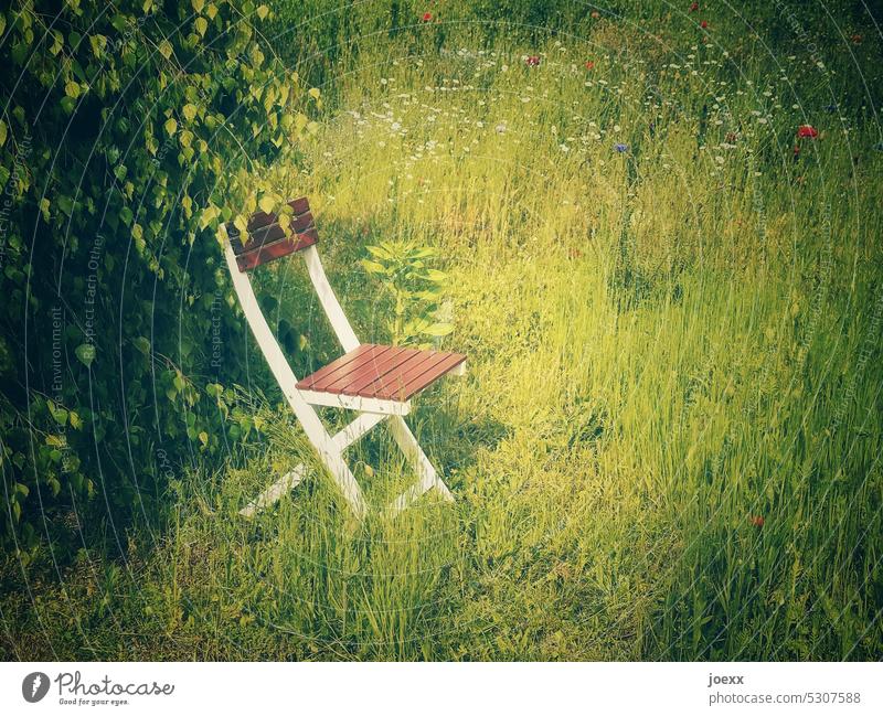 Place in the sun on chair by tree in sunny flower garden Dreamily Chair Garden chair sunbathe Summer sunny place Outdoor furniture Deserted Exterior shot