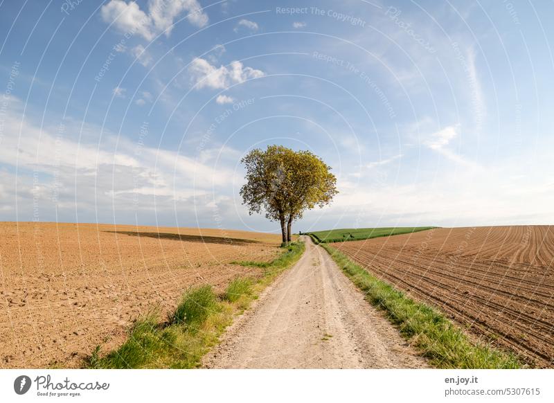 The tree by the wayside off Tree off the beaten track Landscape Lanes & trails Footpath Agriculture fields Plowed seeded Horizon Hill Sky Clouds acre Field