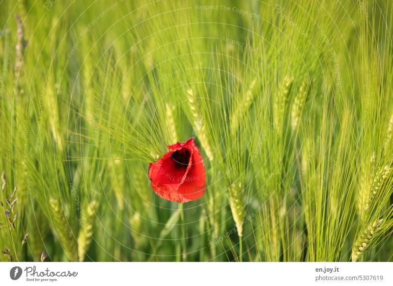 stand out poppy flower Barley Uniqueness Poppy Flower Poppy blossom Grain Barleyfield Green blurriness Agriculture Grain field Cornfield Agricultural crop