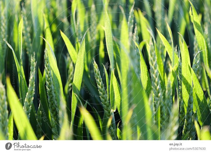 flooded with light Wheat Wheatfield Wheat ear Grain field Agriculture Cornfield Field Agricultural crop Ear of corn Sunlight Growth Ecological spike Green