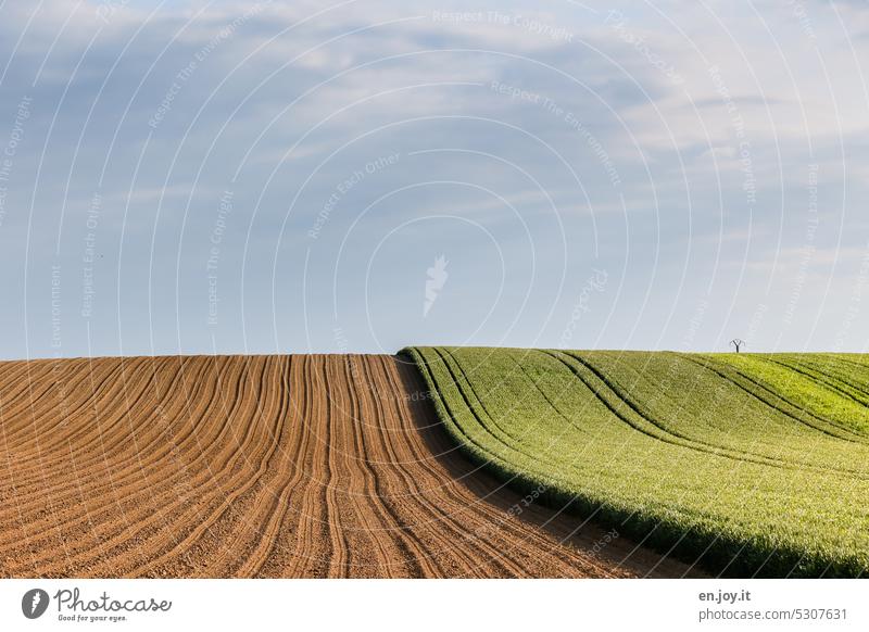 before - after Agriculture fields Horizon Sky Field Growth Agricultural crop Deserted Grain field Cornfield Nutrition Ecological Landscape Divided Exterior shot