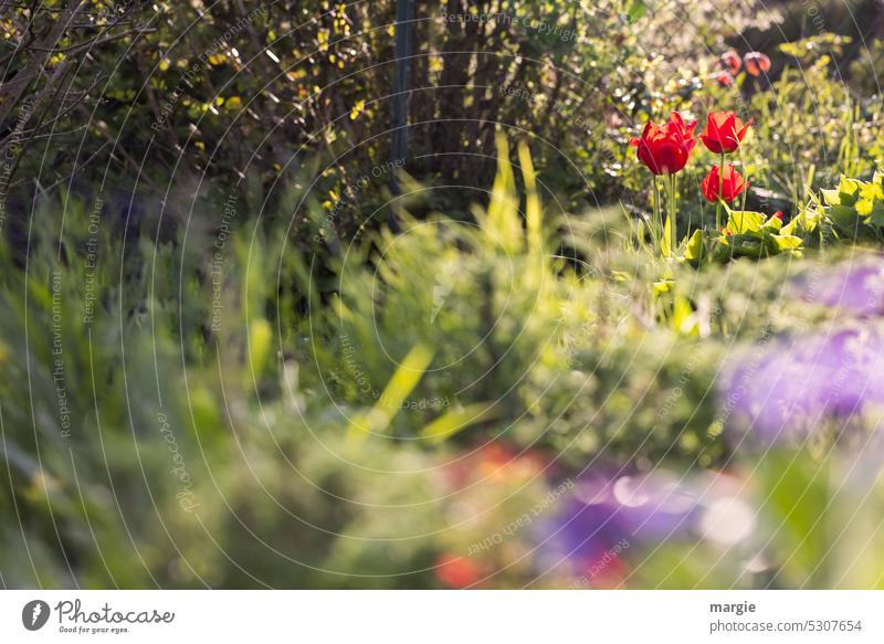 Peasant garden with tulips Garden Garden Bed (Horticulture) Nature Spring Green flowers Deserted blurred Country  garden Flowerbed variegated Blossom Tulip