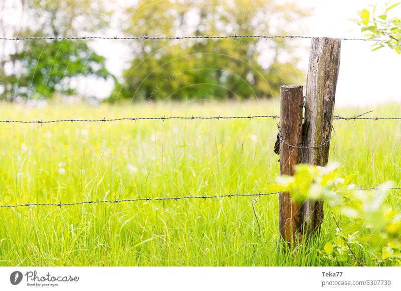 On the pasture Willow tree grass Fence Pasture fence Green Tree animals Farm animals Spring