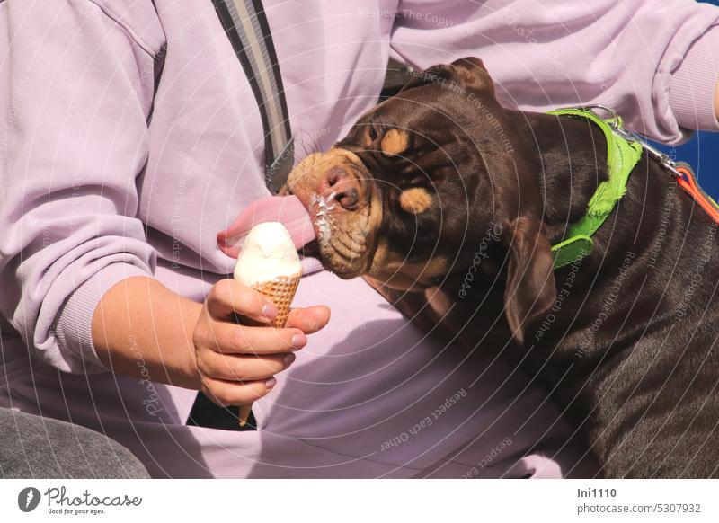 MainFux-UT |young dog raised on yogurt ice cream Keeping of animals dog keeping Dog trailer Dog transport Animal Dark brown Love of animals Animal Care