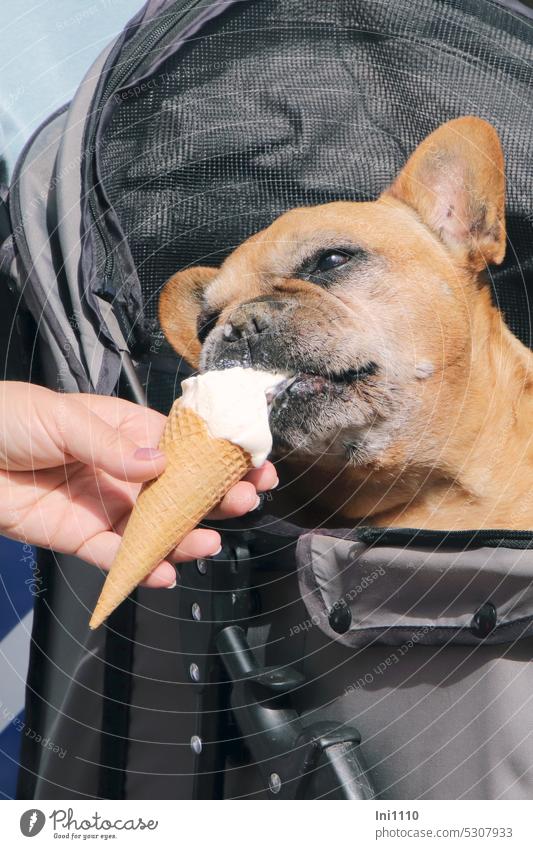 MainFux-UT |grew up with yogurt ice cream Keeping of animals dog keeping Dog trailer Dog transport Animal Boxer fawn brown Love of animals Animal Care